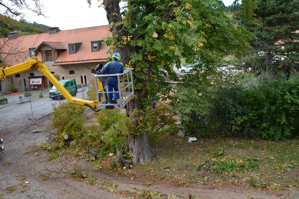 Unter Einsatz einer Hubbühne wurden die Kastanien Stück für Stück gefällt.