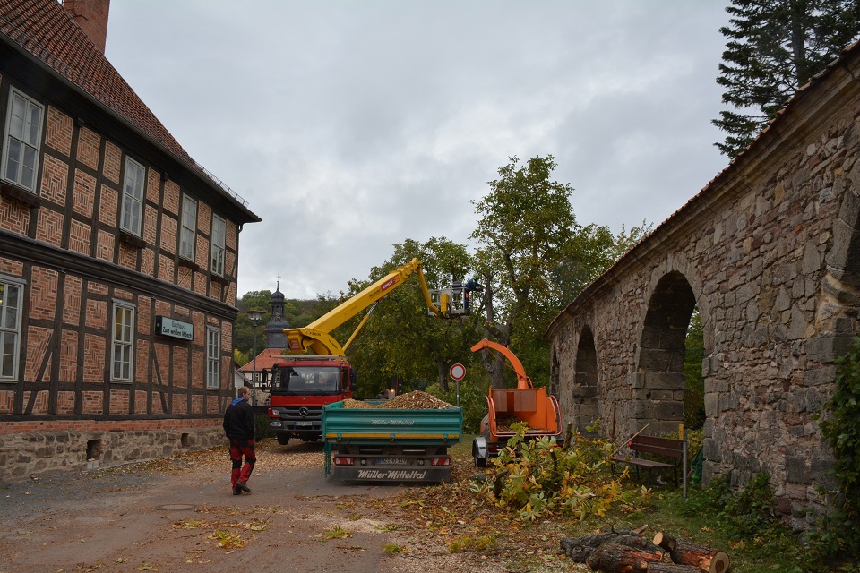 Kleines Baummaterial wird vor Ort direkt geschreddert. Auch die Fällungen der stark vom Pilz befallenen Walnussbäume beginnt.