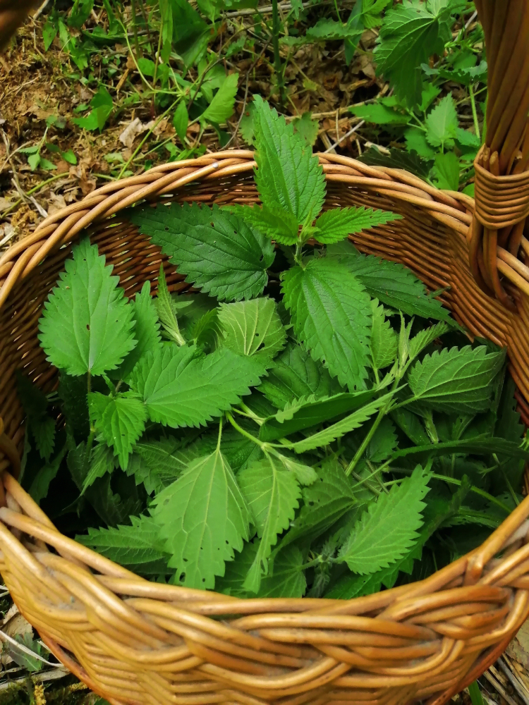 2020_10_15_KlugDon_Brennnessel_pixabay_stinging-nettle-4191846.jpg 2020_10_15_KlugDon_Brennnessel_pixabay_stinging-nettle-4191846.jpg